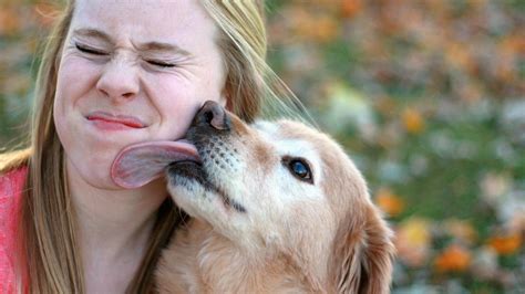 licking tits|'tit licking' Search .